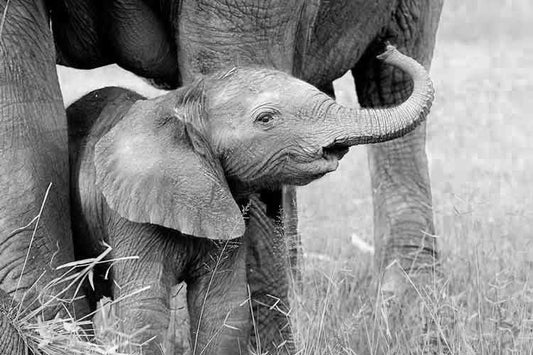 Gentle Giant